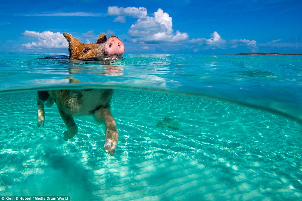 25751B9200000578-2944893-Hoggy_paddle_Swimming_pigs_on_an_uninhabited_island_in_the_Baham-a-8_1423432748190