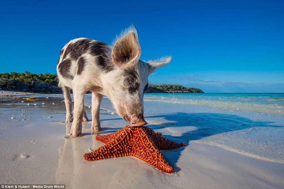 25751D2300000578-2944893-Star_attraction_Tourists_visit_the_paradise_nicknamed_Pig_Island-a-17_1423432810306