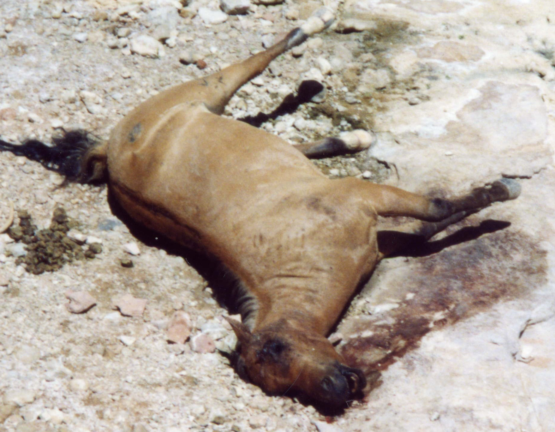 Havasupai Horse Left to Rot