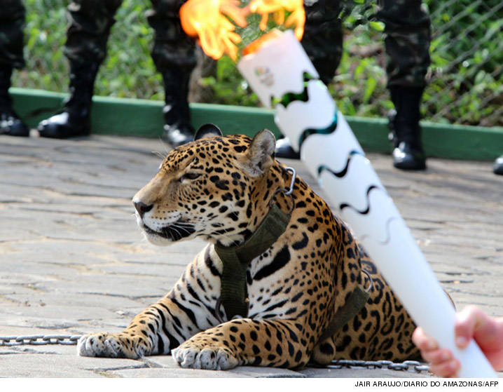 0621-jaguar-at-olympics-jair-araujodiario-do-amazonasafp-3