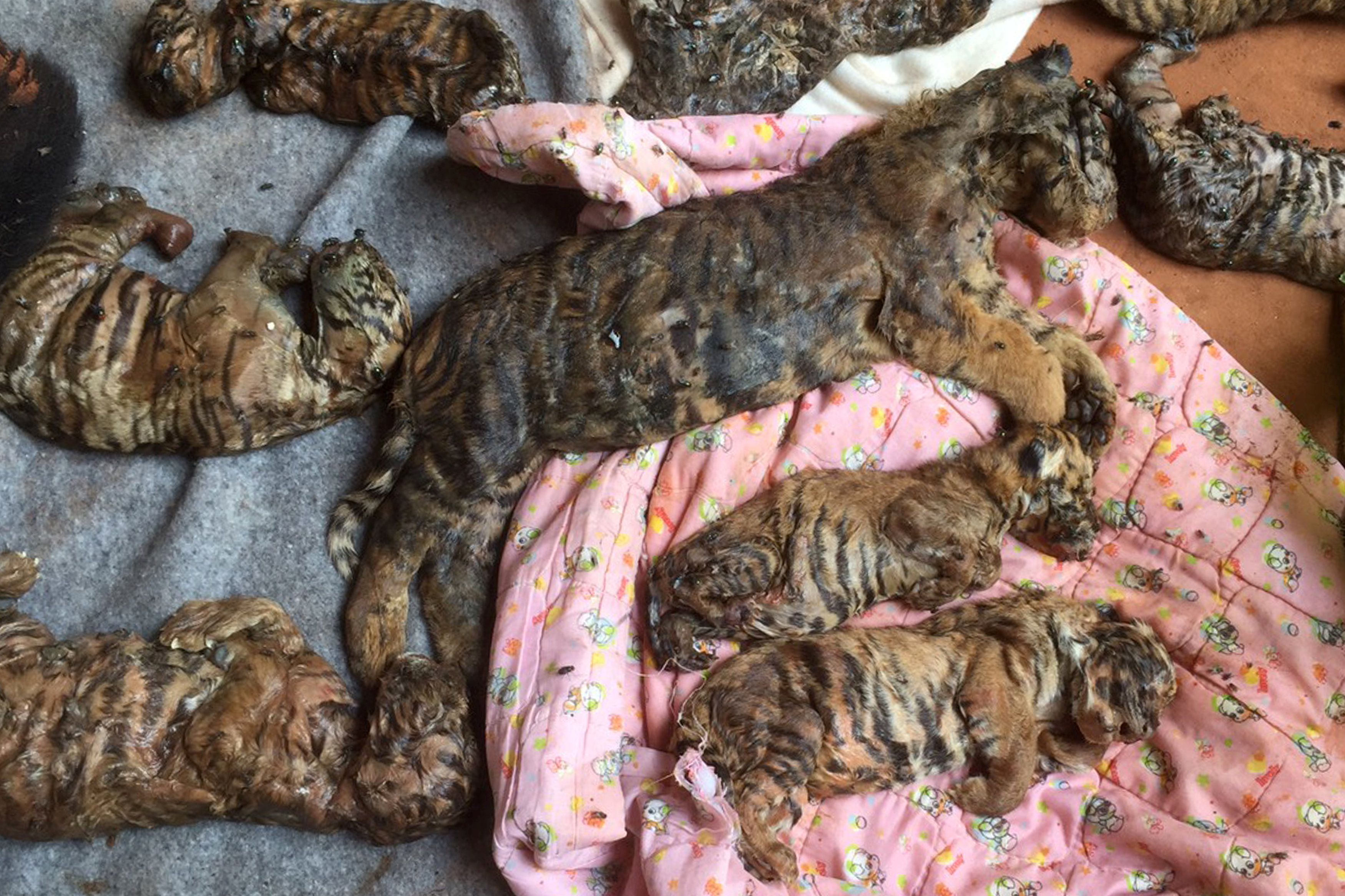 Dead tiger cubs are displayed by Thai officials after they were found in a raid on the controversial Tiger Temple, in Kanchanaburi