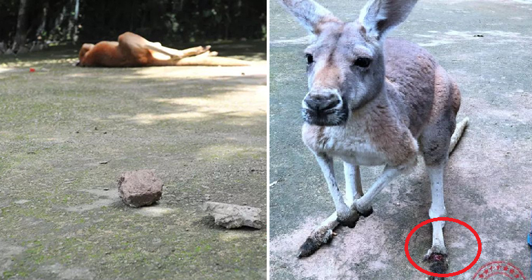 inconsiderate-zoo-visitors-kills-kangaroo-by-throwing-bricks-just-to-see-her-jump-world-of-buzz-4